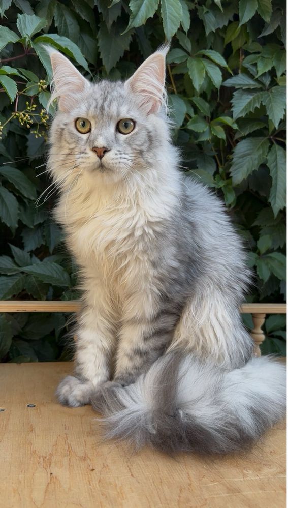 Срібний хлопчик мейн кун