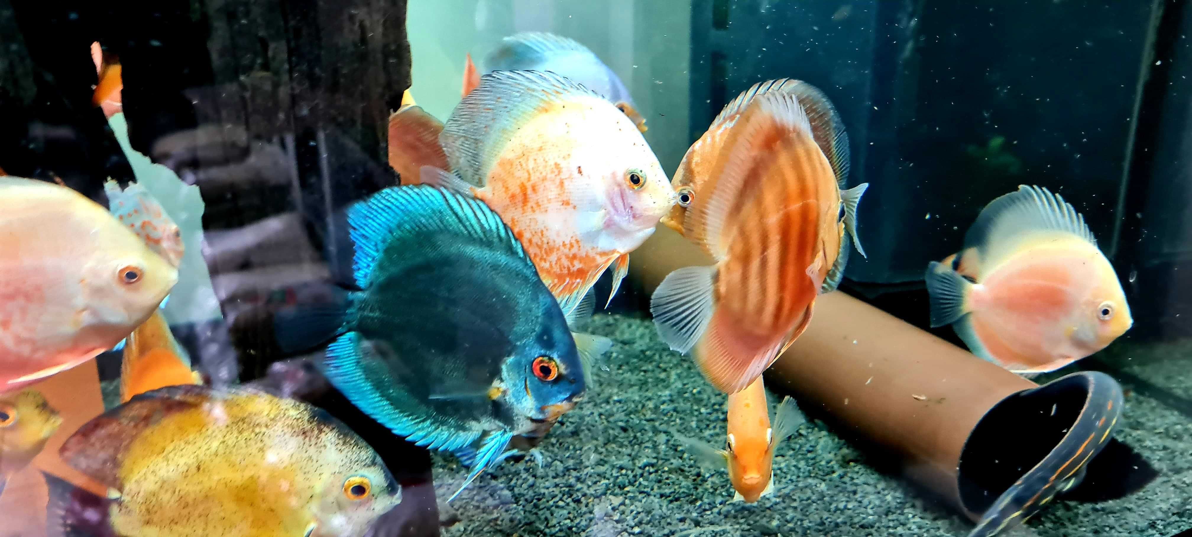 Paletka IMPORT Discus Mix (3,75" cala ~ 8-11. cm) {Świat Akwarysty}