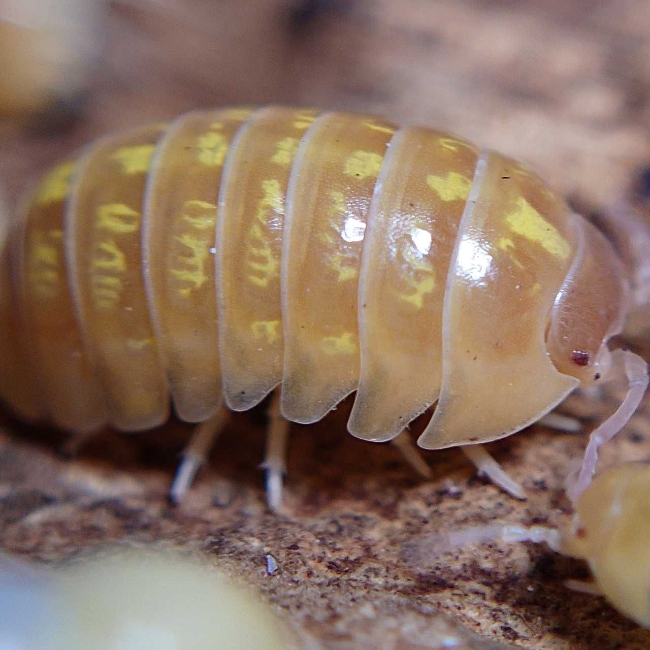 Armadillidium vulgare albino t+, isopody, kulanki, 10 szt.