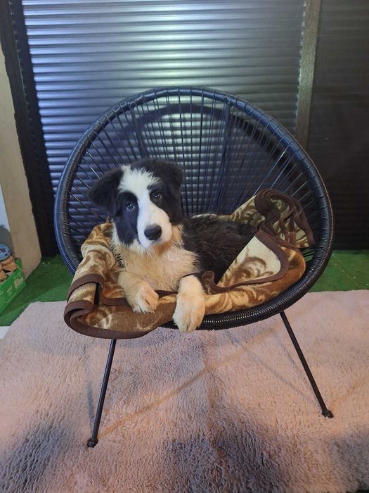 Border collie szczeniak przepiękna suczka szuka domu