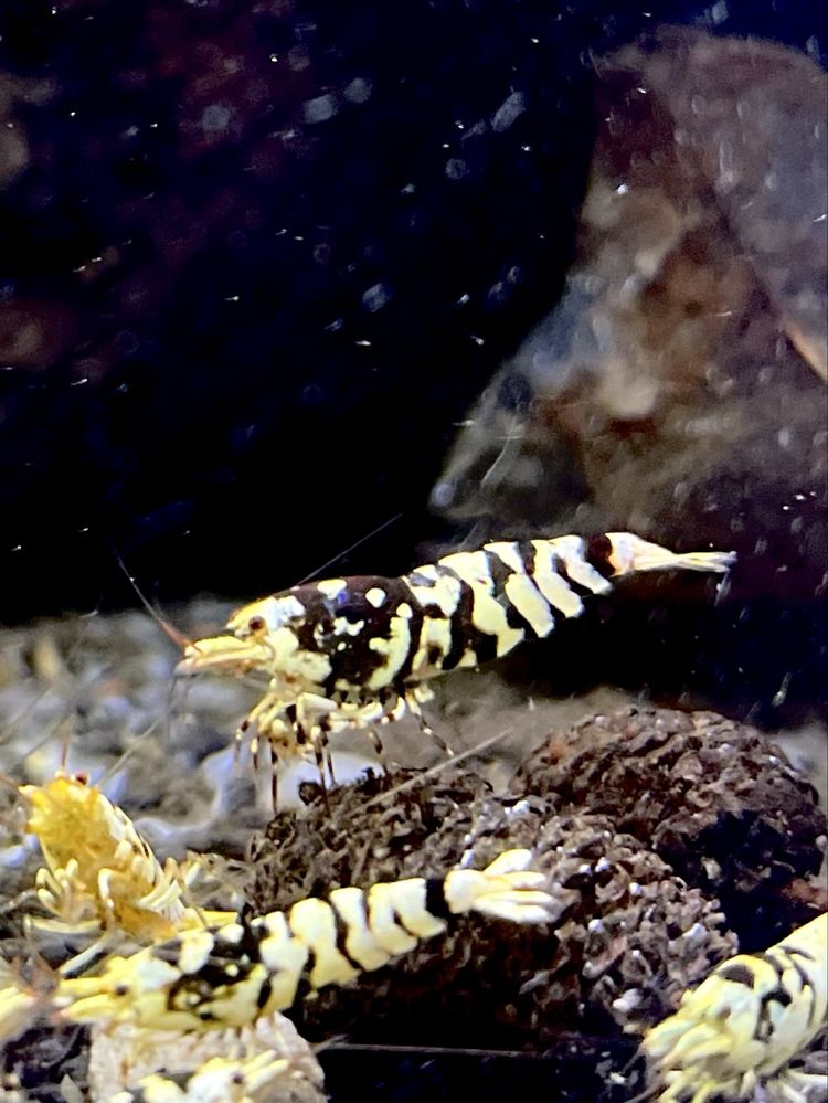 Krewetki Black Fancy Tiger