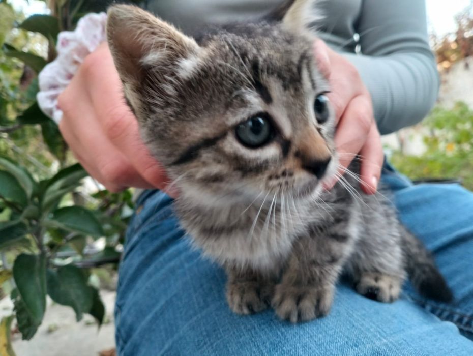 Oito gatinhos adoráveis! (machos e fêmeas)