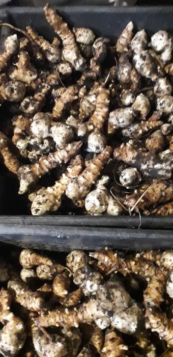 Топинамбур. Земляная груша.