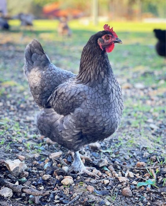 Frangos Maran – Poucas Aves Disponíveis