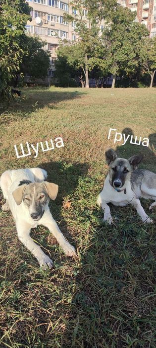 Отдам даром в хорошие руки