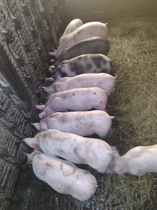 Продаж малих поросят