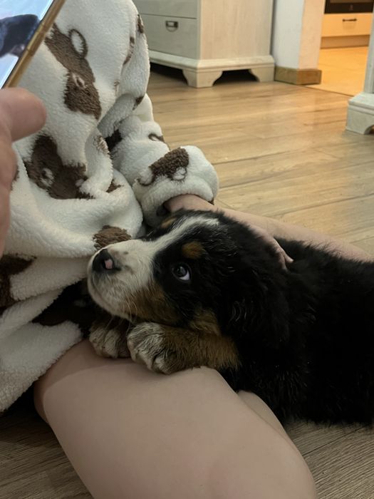 berneński pies pasterski