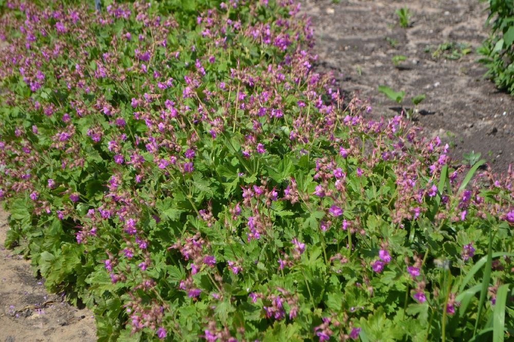 Bodziszek korzeniasty Różowy (Geranium macrorrhizum) Doniczka 2.0L