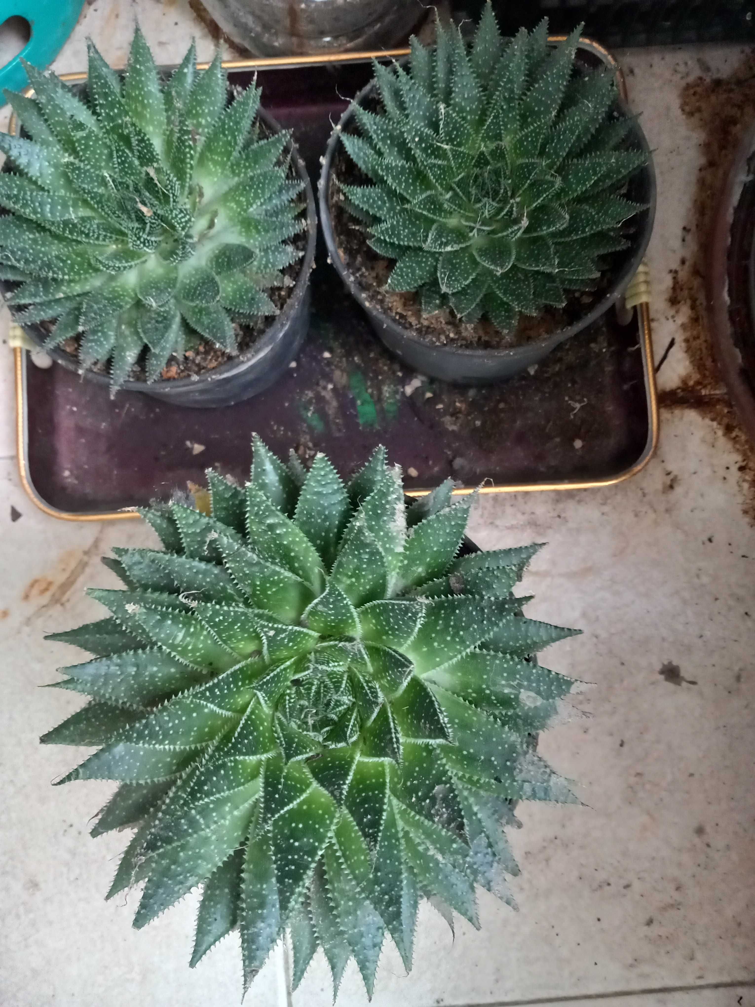 Catos e Aloevera