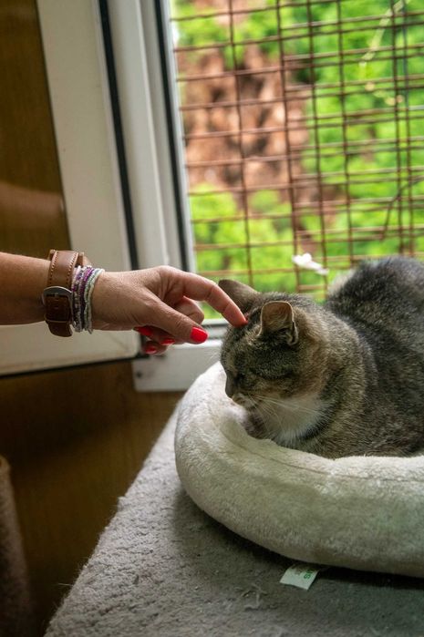 Szarlotka czeka na swój wymarzony dom