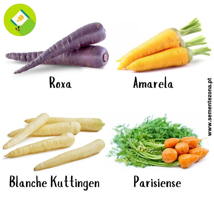 Cenouras - Kit 4 variedades raras - sementes