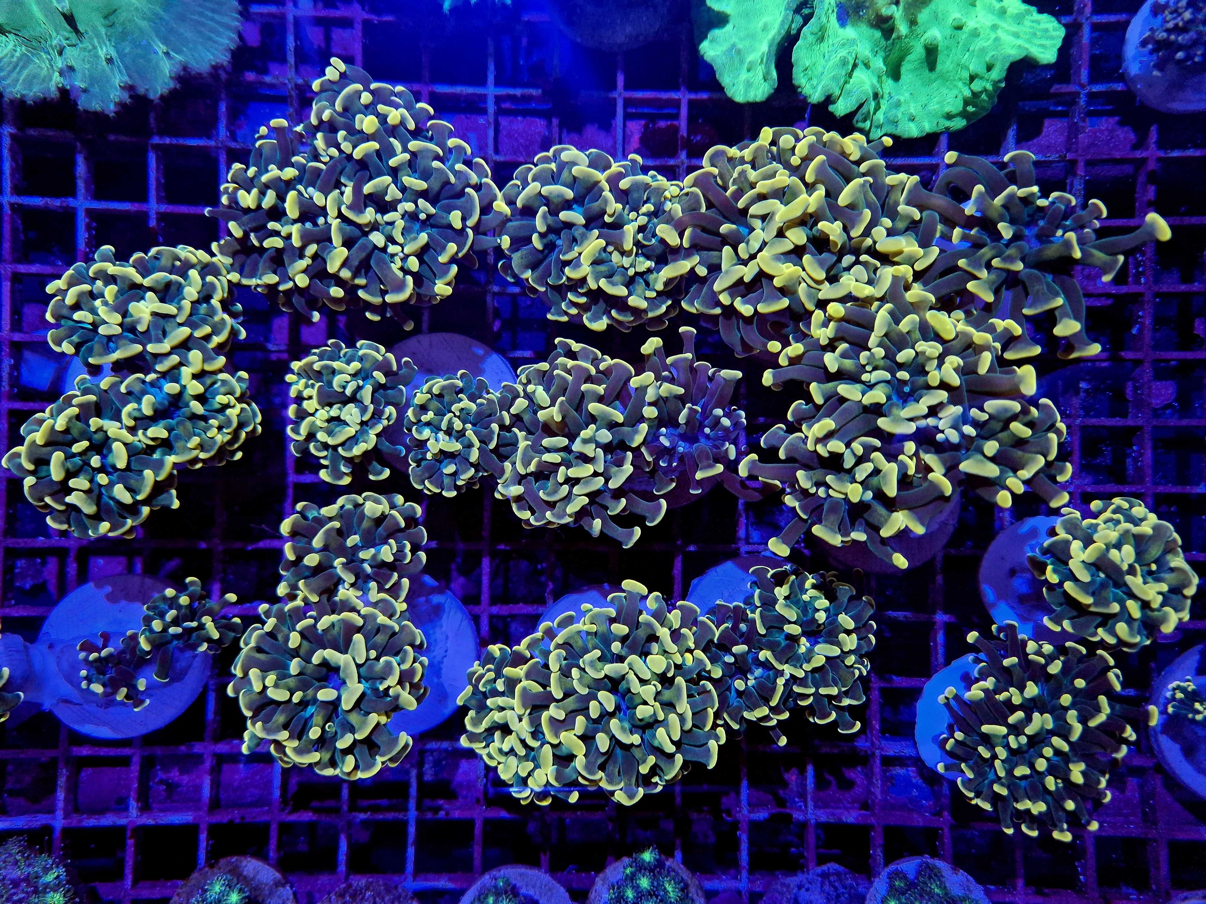 Euphyllia Paraancora Honey Gold