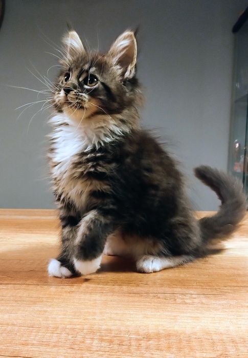 Diuna piękna dziewczyna do hodowli