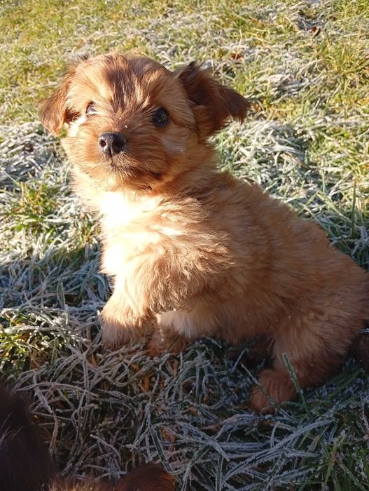 Цуценята йоркширський тер'єр