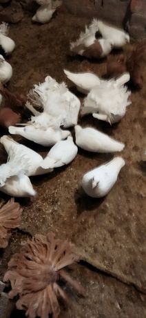 Продам голуби породи білий поштовий