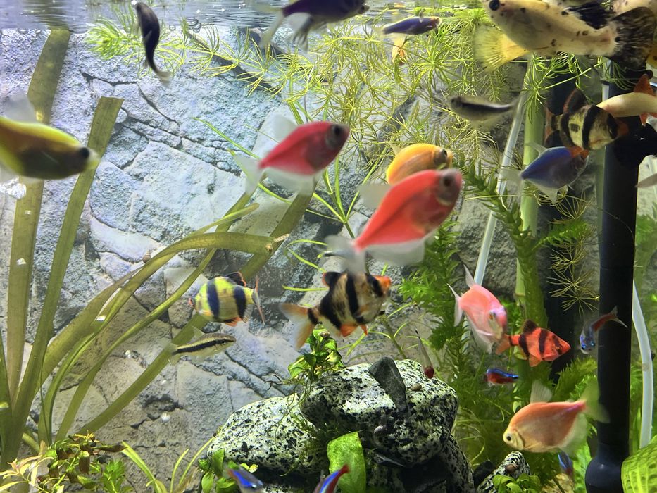 Продам Тернецію