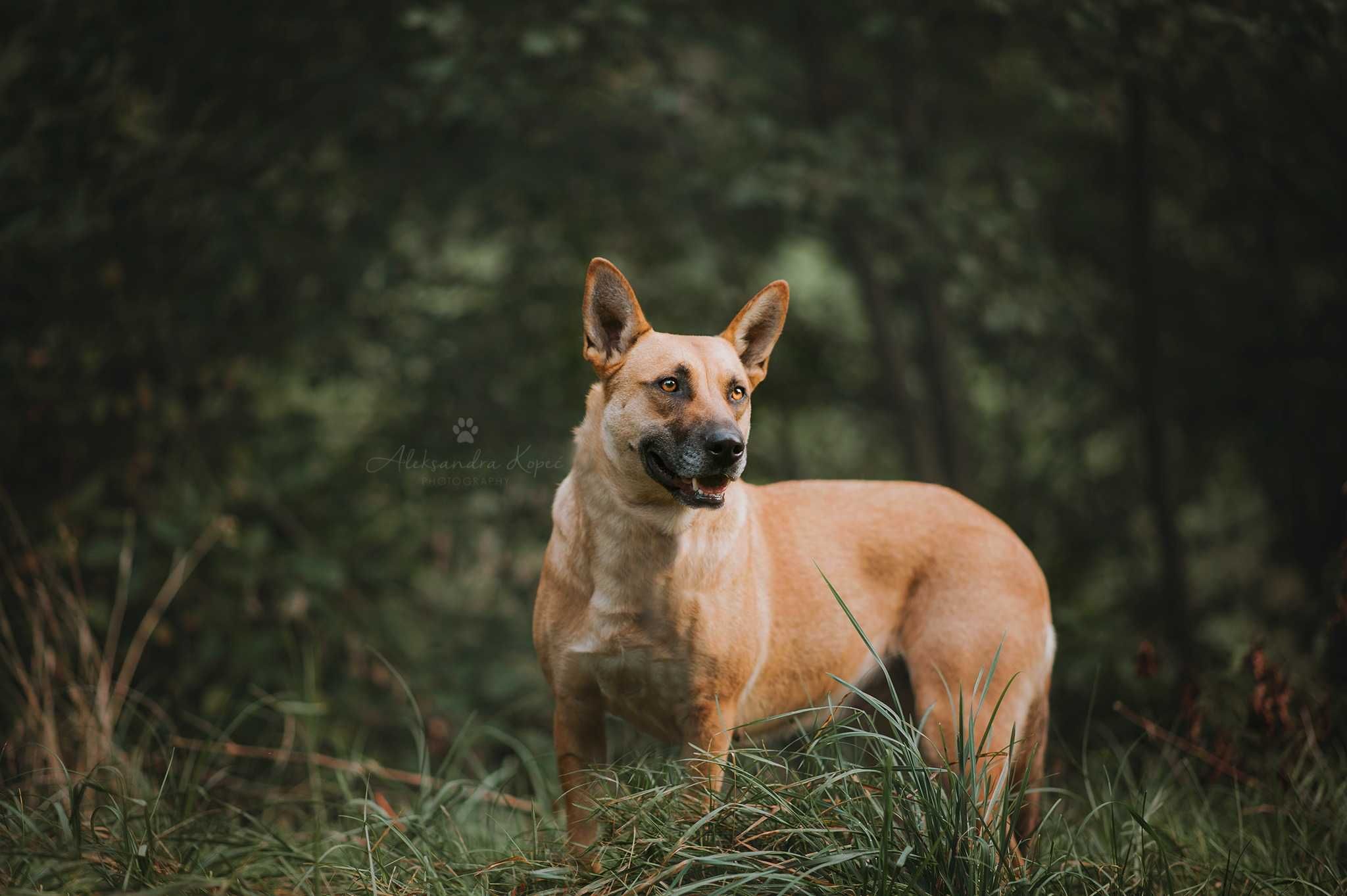 Mona suczka 3 lata  owczarek typ Malinois