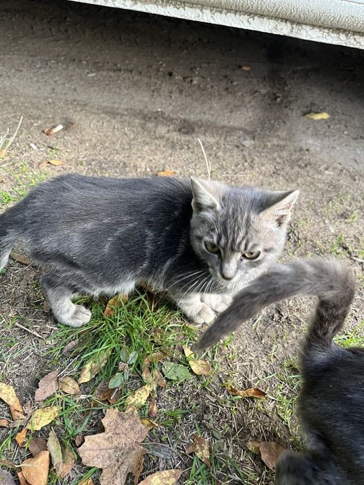 Котенок мальчик