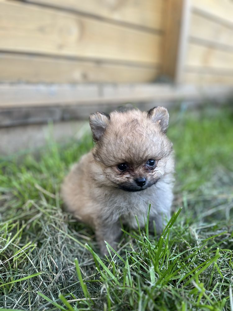 Pomeranian Szpic Miniaturowy Suczka