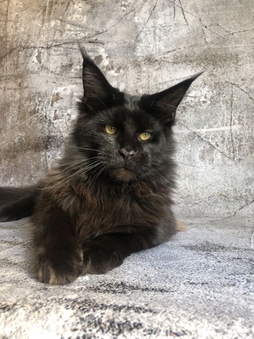 Кошеня Мейн Кун і дорослі кішки