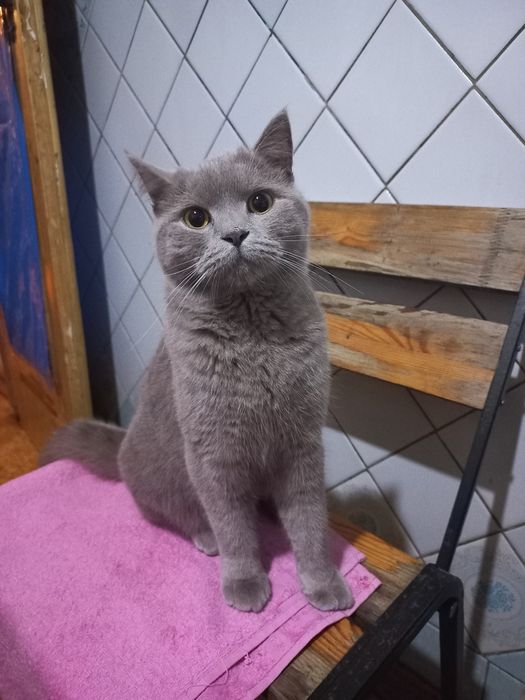 Отдам кота британца, кастрирован, молодой