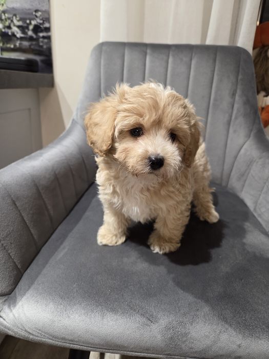 Pudel & maltańczyk maltipoo szczeniak