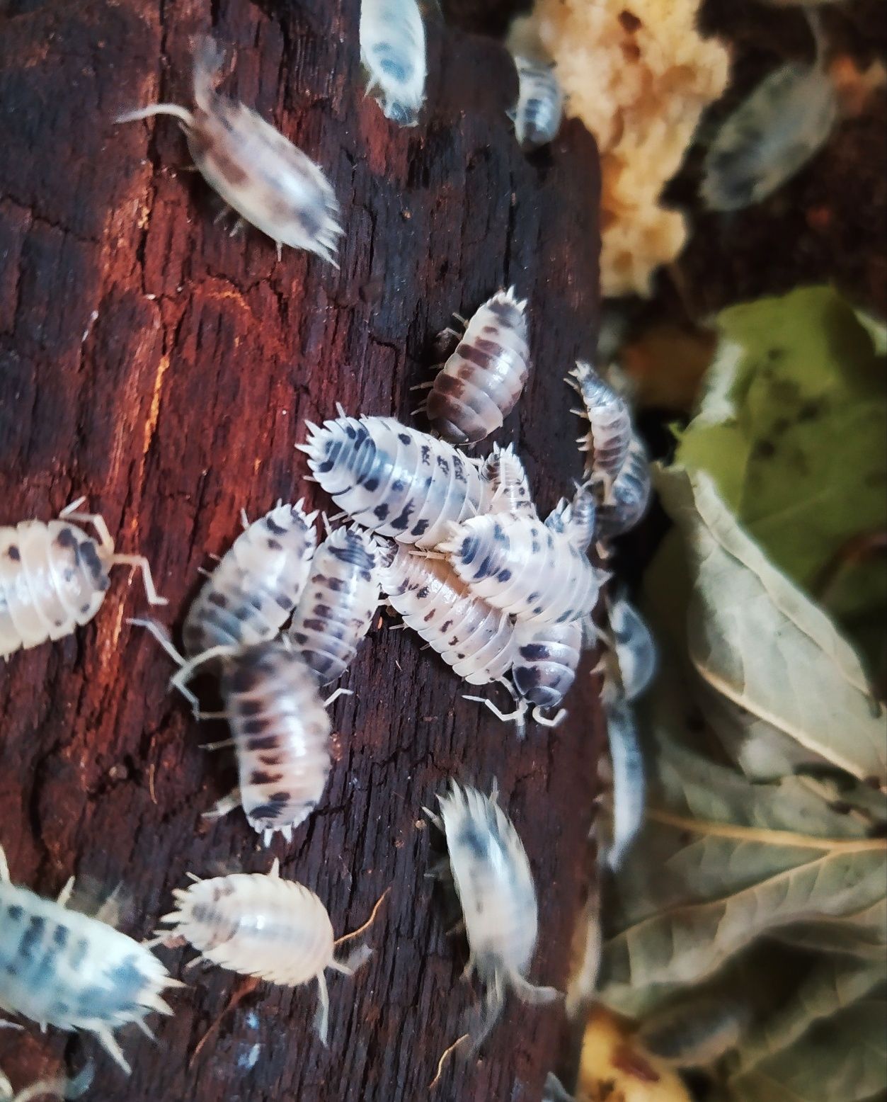 Porcellio laevis "Dairy Cow" i "Orange" Ekipa sprzątająca do terrarium