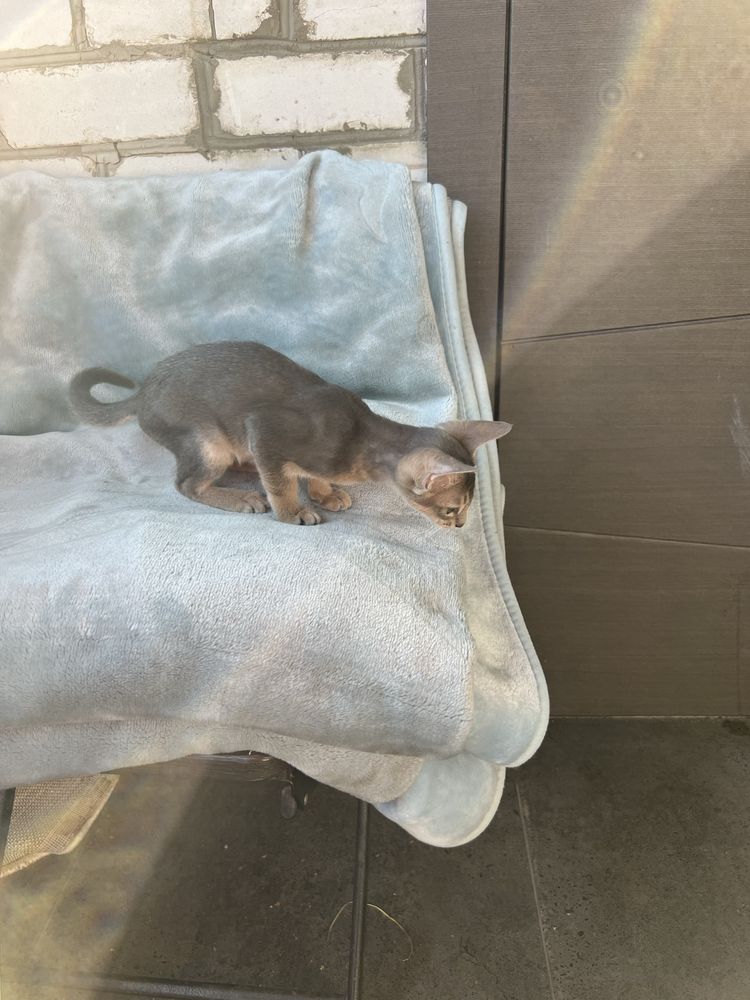 Котенок абиссинский