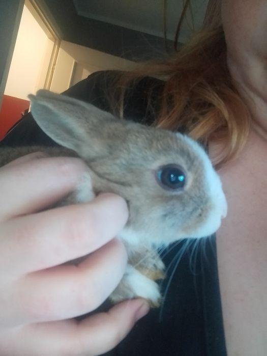 Sprzedam króliki miniaturki mają 1 miesiąc i 14 dni