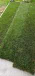Tapete de relva natural 25m²