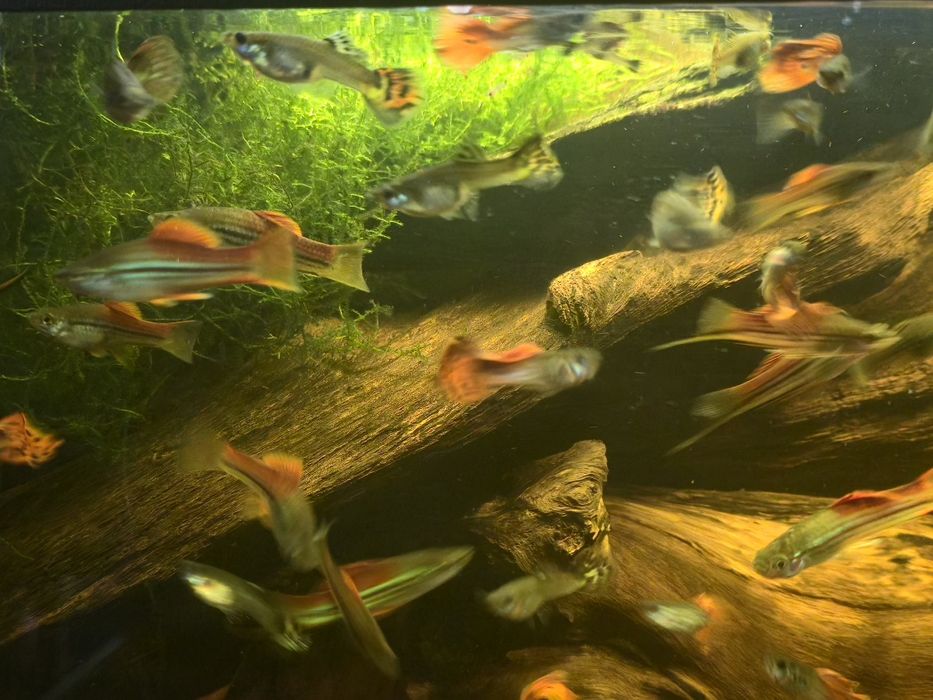 Piękny Gupik Pawie Oczko Mieczyk Zielony Wlasna hodowla Warszawa