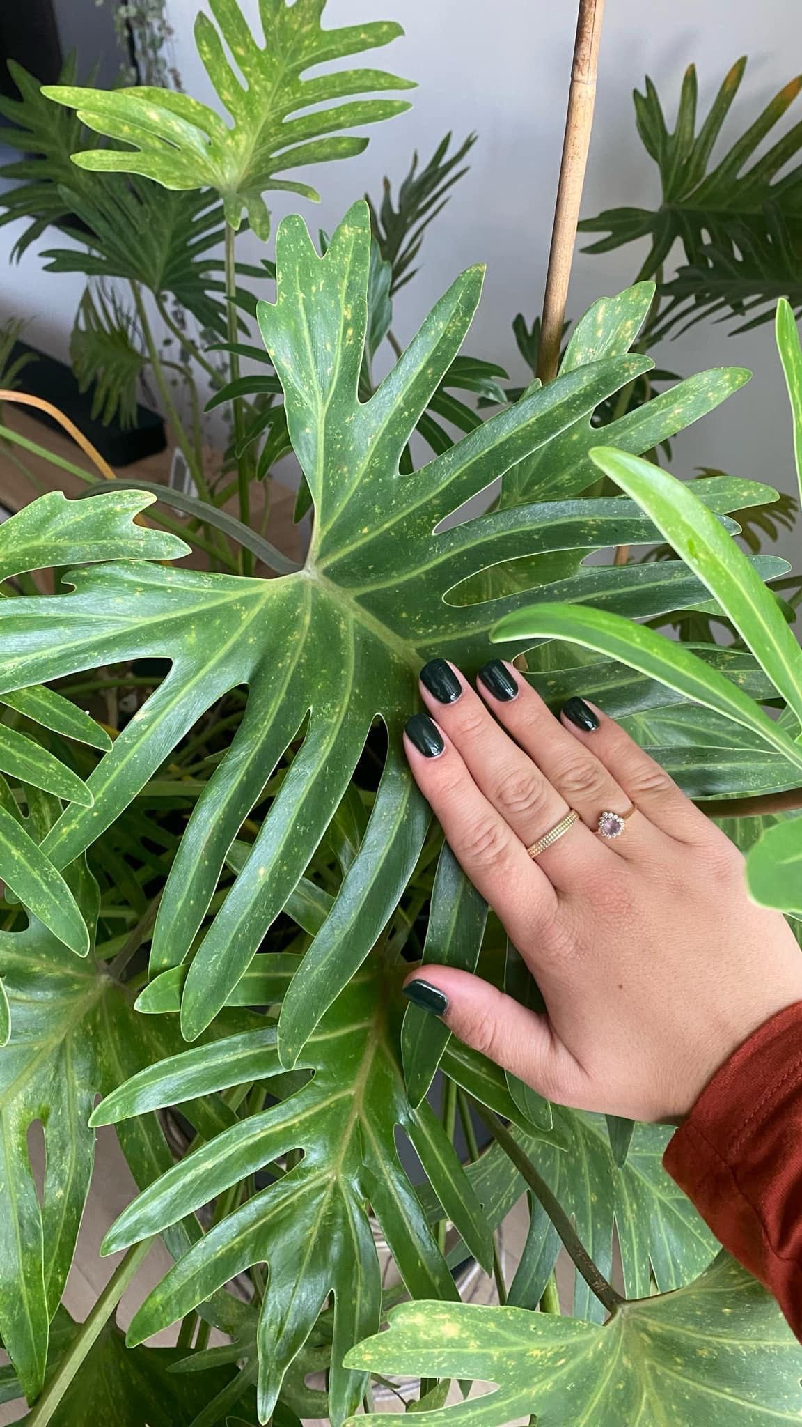 Filodendron xanadu