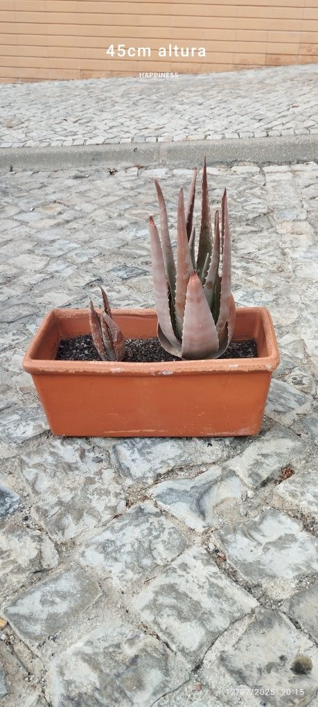 Conjunto de plantas. Em Loulé.
