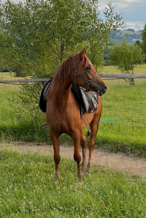 3-letnia Klacz Czystej Krwi Arabskiej, przyjęła jeźdźca.