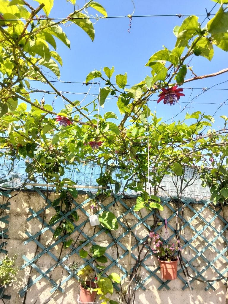 Plantas de maracujá alata gigantes