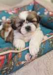 Śliczny chłopak Shih Tzu ZKwP