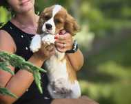 Cavalier King Charles Spaniel tricolor - Diego