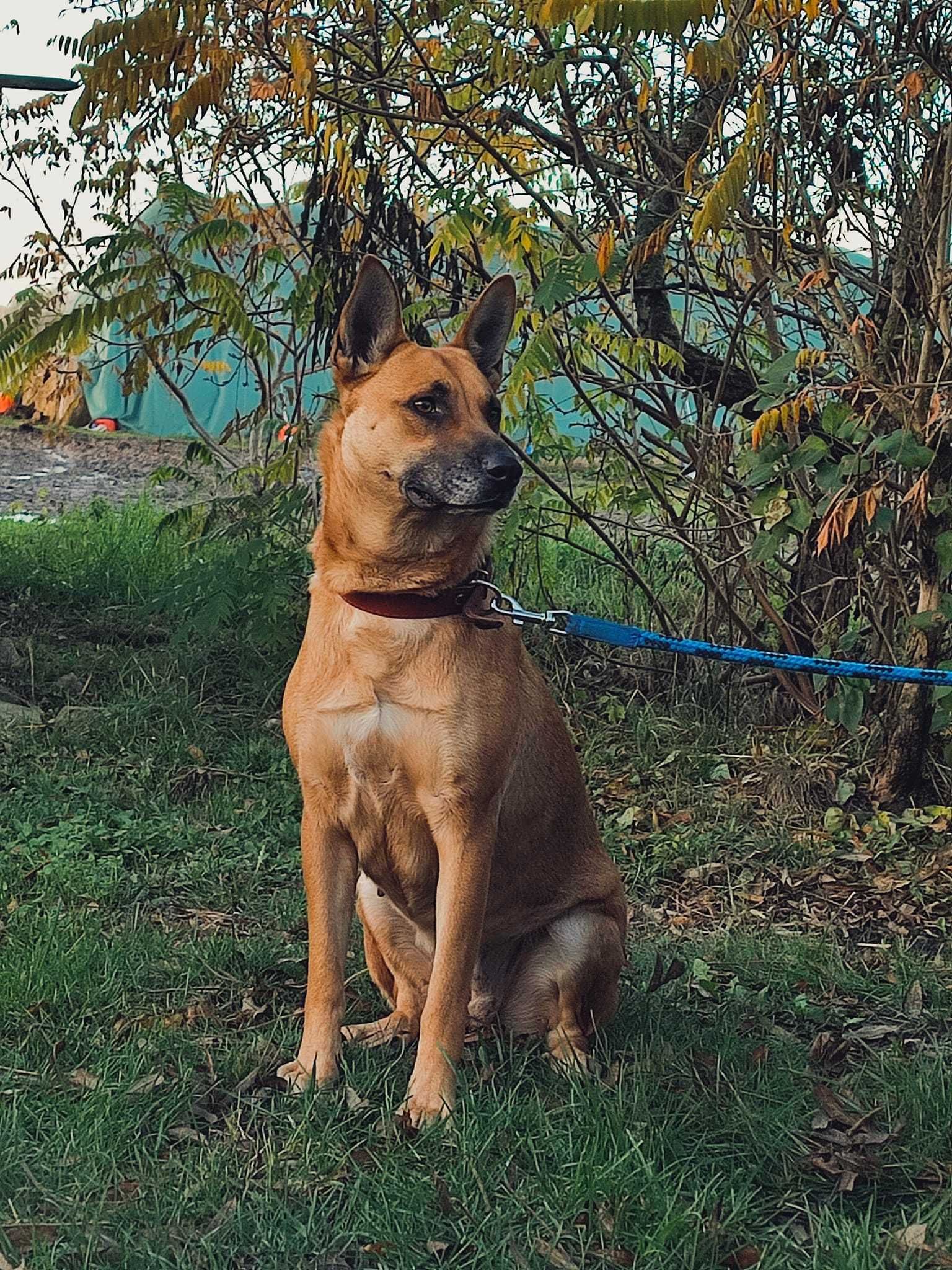 Mona suczka 3 lata  owczarek typ Malinois
