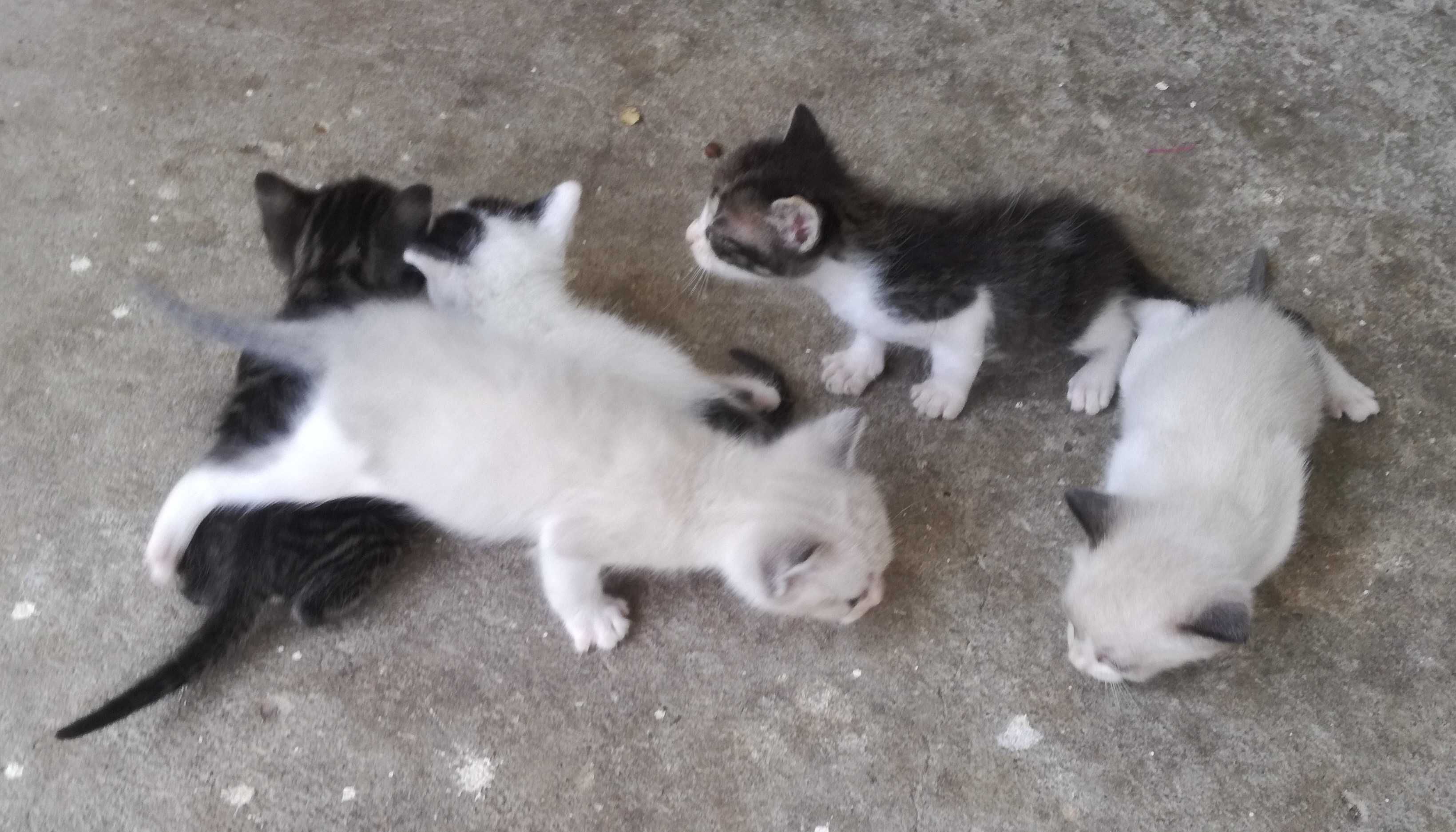 Gatinhos  para adoção