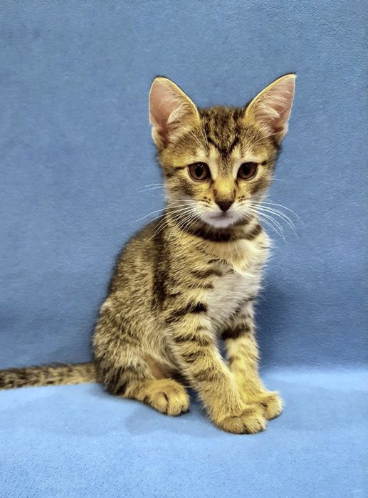 Маленькая полосатая котёнок девочка табби ищет дом! Котята в хорошие р