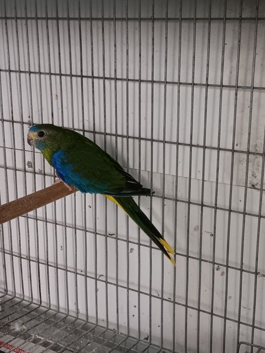 Neophemas Turquosines