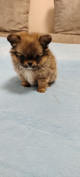 Дівчуля красотуля