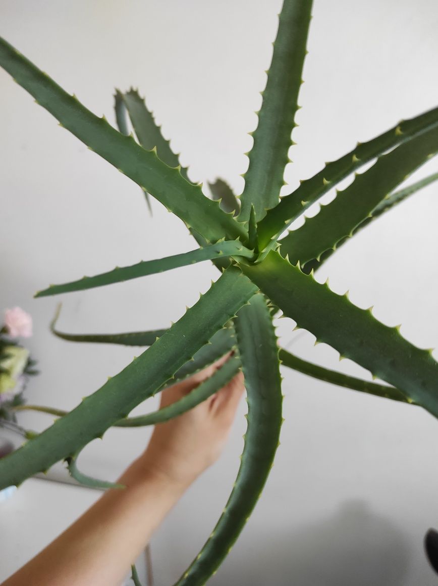 Aloes sadzonka roślina lecznicza