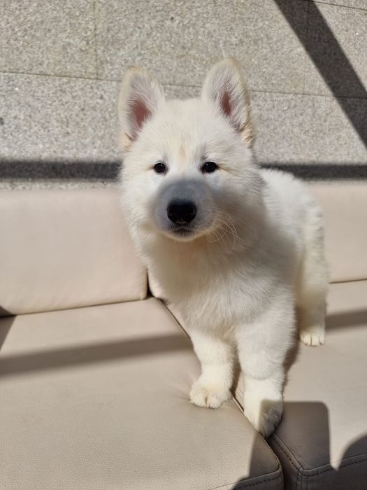 Pastor Branco com lop, afixo descendentes de campeões