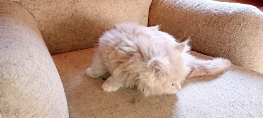 Ostatni kocurek rudy kocur maine coon z rodowodem duży kot