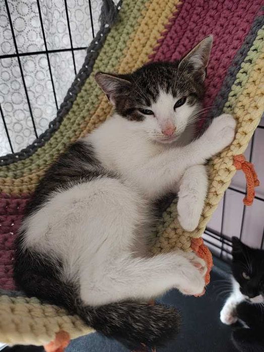AGREST- żywiołowy i śliczny 9-miesięczny kocurek szuka domu!