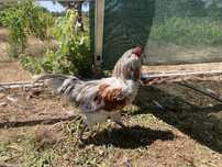 Galo de ovos azuis cor splash.