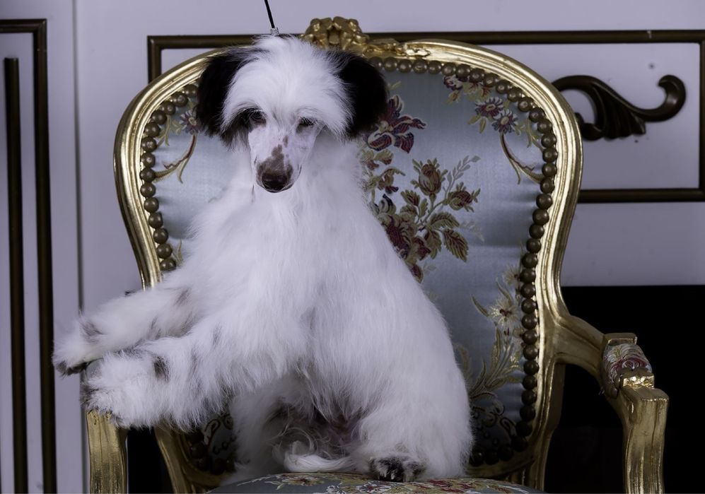 Чудові цуценята КХС !!!