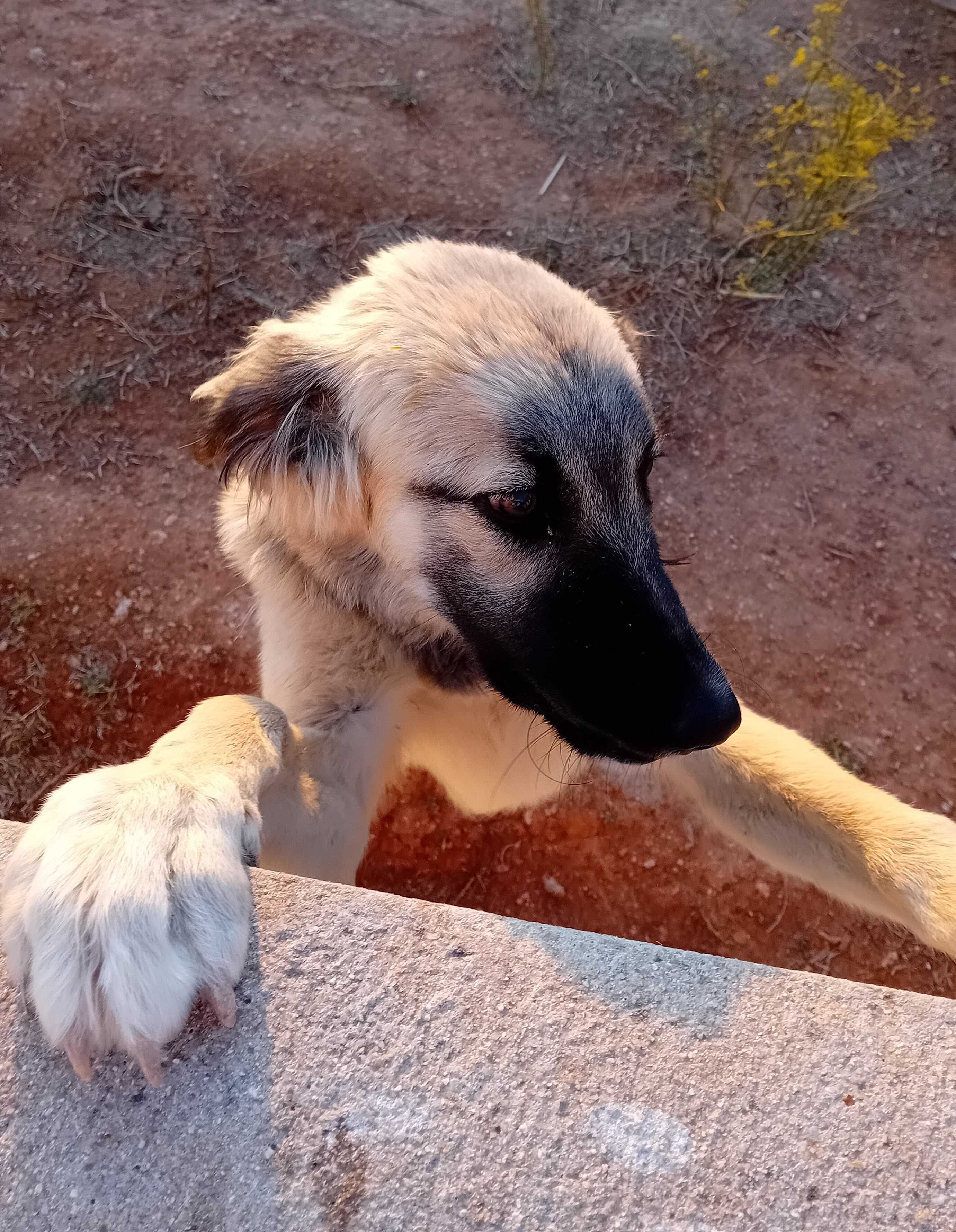 Para adopção responsável