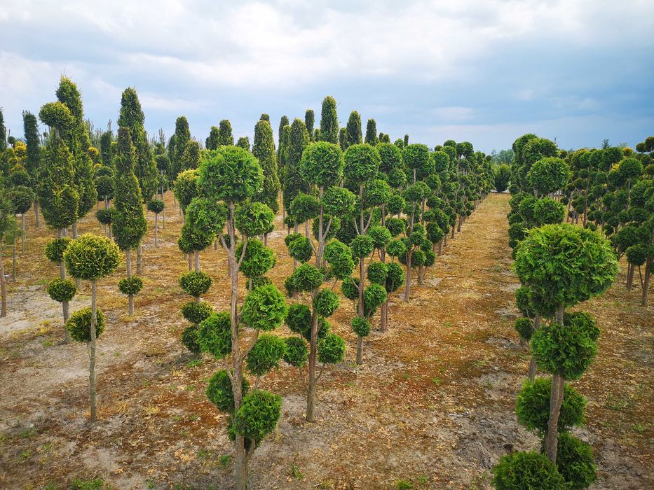 Tuje szmaragd, wycinane